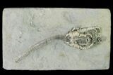 Fossil Crinoid (Barycrinus) - Crawfordsville, Indiana #150427-1